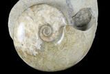 Polished, Ammonite (Euhoploceras) Fossil - Dorset, England #176351-4